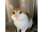 Adopt Colby Jack a Domestic Short Hair