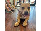 Adopt Whiskey Sour a Tan/Yellow/Fawn Pit Bull Terrier / Basset Hound / Mixed dog