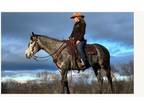 Quarter Horse Cross - Available on [url removed]
