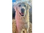 Adopt Yeti a Great Pyrenees
