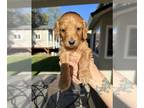 Goldendoodle (Miniature) PUPPY FOR SALE ADN-568408 - 9 golden doodle puppies