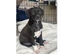 Adopt Stevie a American Staffordshire Terrier, Mixed Breed