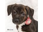 Adopt Moira a American Staffordshire Terrier, Mixed Breed