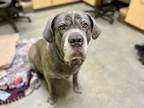 Adopt Riddick a Gray/Blue/Silver/Salt & Pepper Cane Corso / Mixed dog in