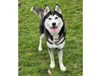 Adopt Aspen a White - with Black Husky / Mixed dog in Harrison, NY (37552256)