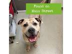 Adopt Roman a Tan/Yellow/Fawn American Staffordshire Terrier / Mastiff / Mixed