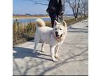Adopt Susu a White - with Tan, Yellow or Fawn Akita / Jindo / Mixed dog in Santa