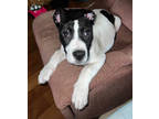 Adopt Shelby a White Border Collie / Terrier (Unknown Type