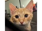 Adopt Cap'n Jack a Orange or Red (Mostly) Domestic Shorthair (short coat) cat in
