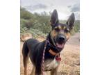 Adopt Zoey a Australian Kelpie / Doberman Pinscher / Mixed dog in Cave Creek