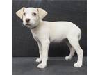 Adopt MAY a White - with Tan, Yellow or Fawn American Staffordshire Terrier /