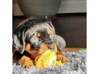 Rottweiler Puppy for sale in Gibsonville, NC, USA