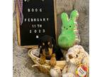 Doberman Pinscher Puppy for sale in Rock Springs, WY, USA