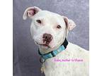 Maeve, American Staffordshire Terrier For Adoption In Albany, California