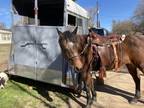 Two horse trailer