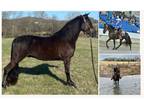 Registered Tennessee Walking Gelding - Available on [url removed]