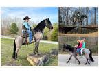 Blue Roan Kentucky Mountain Gaited Gelding - Available on [url removed]