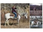 Gray American Quarter Horse - Available on [url removed]