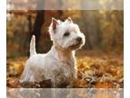 West Highland White Terrier PUPPY FOR SALE ADN-569075 - West Highland Terriers