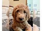 Double Doodle PUPPY FOR SALE ADN-568722 - F2B Goldendoodle