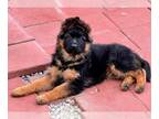 German Shepherd Dog PUPPY FOR SALE ADN-568926 - Long Coat GSD Puppy