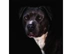 Adopt Hercules a Pit Bull Terrier, Mixed Breed