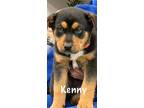 Adopt Kenny Chesney a Bernese Mountain Dog, Rottweiler
