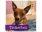 Adopt Tinkerbell a Pembroke Welsh Corgi, Dachshund