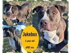 Adopt Jukebox a Staffordshire Bull Terrier