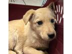 Adopt Fauna a Tan/Yellow/Fawn Collie / Mixed dog in Bartlesville, OK (37559248)