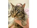 Adopt Khaleesi a Brown Tabby Domestic Shorthair (short coat) cat in Burlington