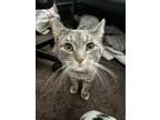 Adopt Grumpy a Gray or Blue Chartreux / Mixed (medium coat) cat in Columbus