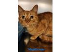 Adopt Magillicutty a Orange or Red Domestic Shorthair (short coat) cat in