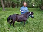 Adopt Libby Lou a Black Miniature / Mixed horse in Dewey, IL (35163221)