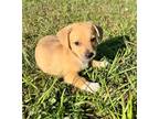 Adopt Ranger a Tan/Yellow/Fawn Dachshund / Jack Russell Terrier / Mixed dog in