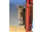 Adopt Hank a Tan or Fawn Tabby American Shorthair / Mixed (short coat) cat in
