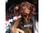 Adopt Bean JuM a Brown/Chocolate Doberman Pinscher / Mixed dog in Salem