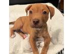 Adopt Chip a Red/Golden/Orange/Chestnut Pit Bull Terrier / Mixed dog in