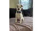 Adopt Sparky a White - with Tan, Yellow or Fawn Maltipoo / Terrier (Unknown