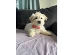 Adopt Squirt a White - with Tan, Yellow or Fawn Maltipoo / Poodle (Miniature) /