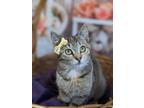 Adopt Taryn a Domestic Shorthair / Mixed (short coat) cat in Warner Robins