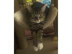 Adopt Aspen a Gray, Blue or Silver Tabby Domestic Shorthair (short coat) cat in