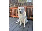 Adopt Maya a White Great Pyrenees / Mixed dog in San Leandro, CA (37554358)