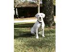 Adopt Seven a White Labrador Retriever / American Pit Bull Terrier / Mixed dog