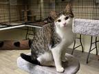 Adopt Jordan a Gray, Blue or Silver Tabby Domestic Shorthair (short coat) cat in