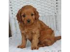 Cavapoo Puppy for sale in Virginia Beach, VA, USA