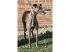 Adopt Gristmill Square (Square) a Greyhound
