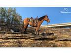 Draft Cross Trail Driving Mare