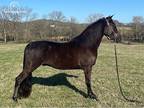 Tennessee Walker Trail Show