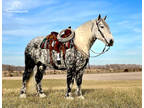 Gorgeous Grey Dappled Percheron Cross - Available on [url removed]
